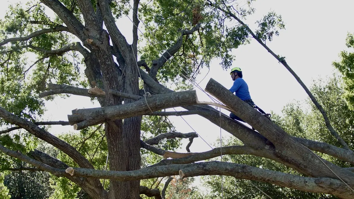Professional Hazardous Tree Removal performed by certified arborists in Cassandra
