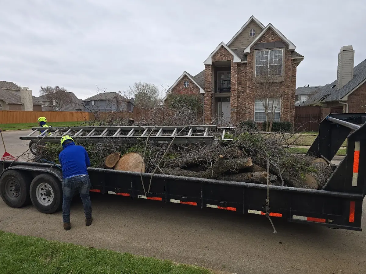 Expert Tree Removal with proper safety equipment in Cassandra